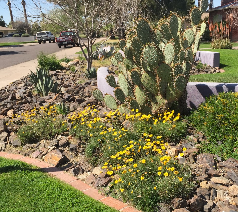 Design ideas for a garden in Phoenix.