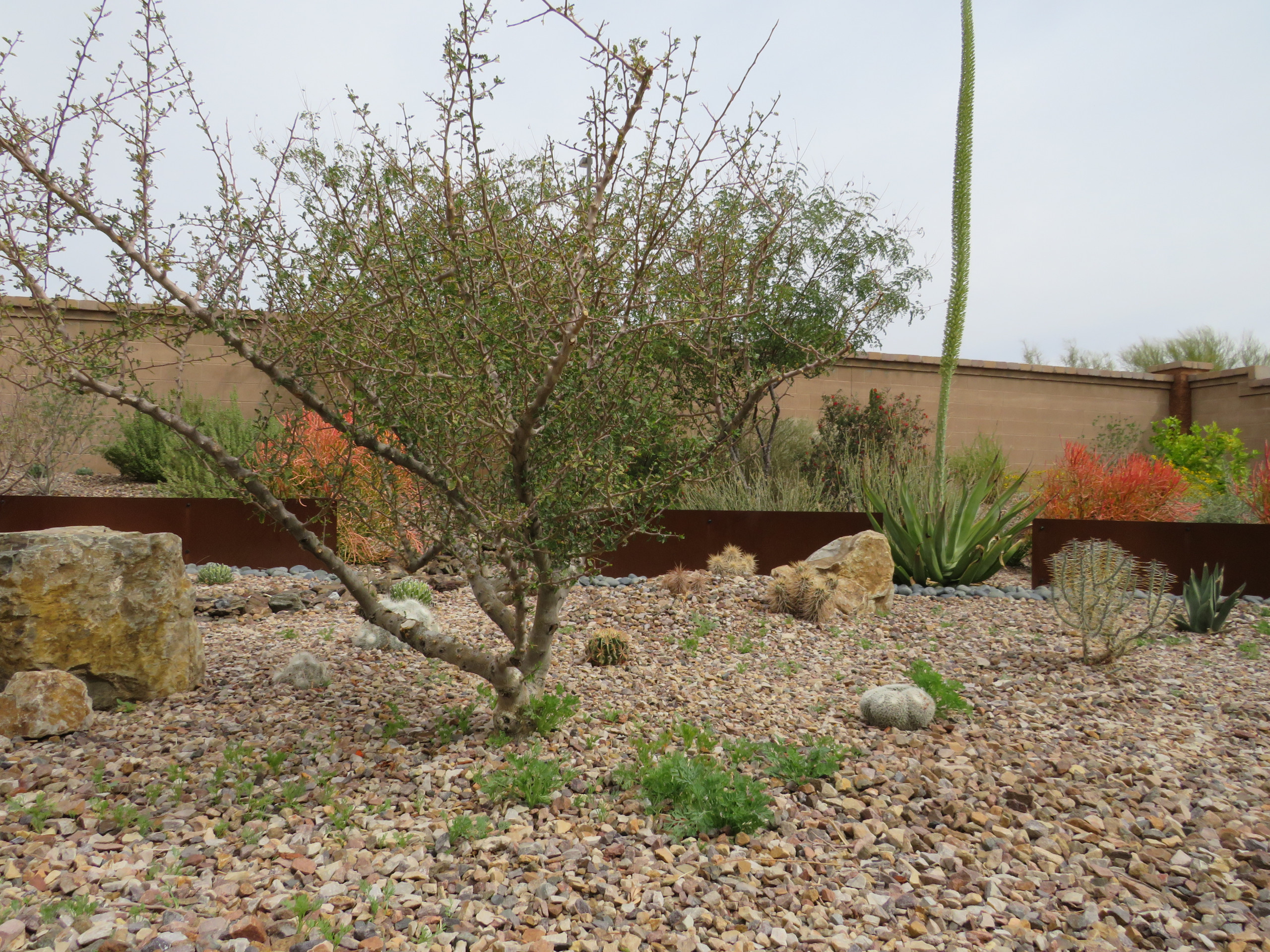 Southwestern Backyard Landscape - Mesa, AZ