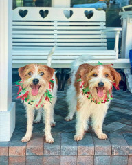 Houzz Call: Show Us Your Adorable Pets Enjoying the Holidays!