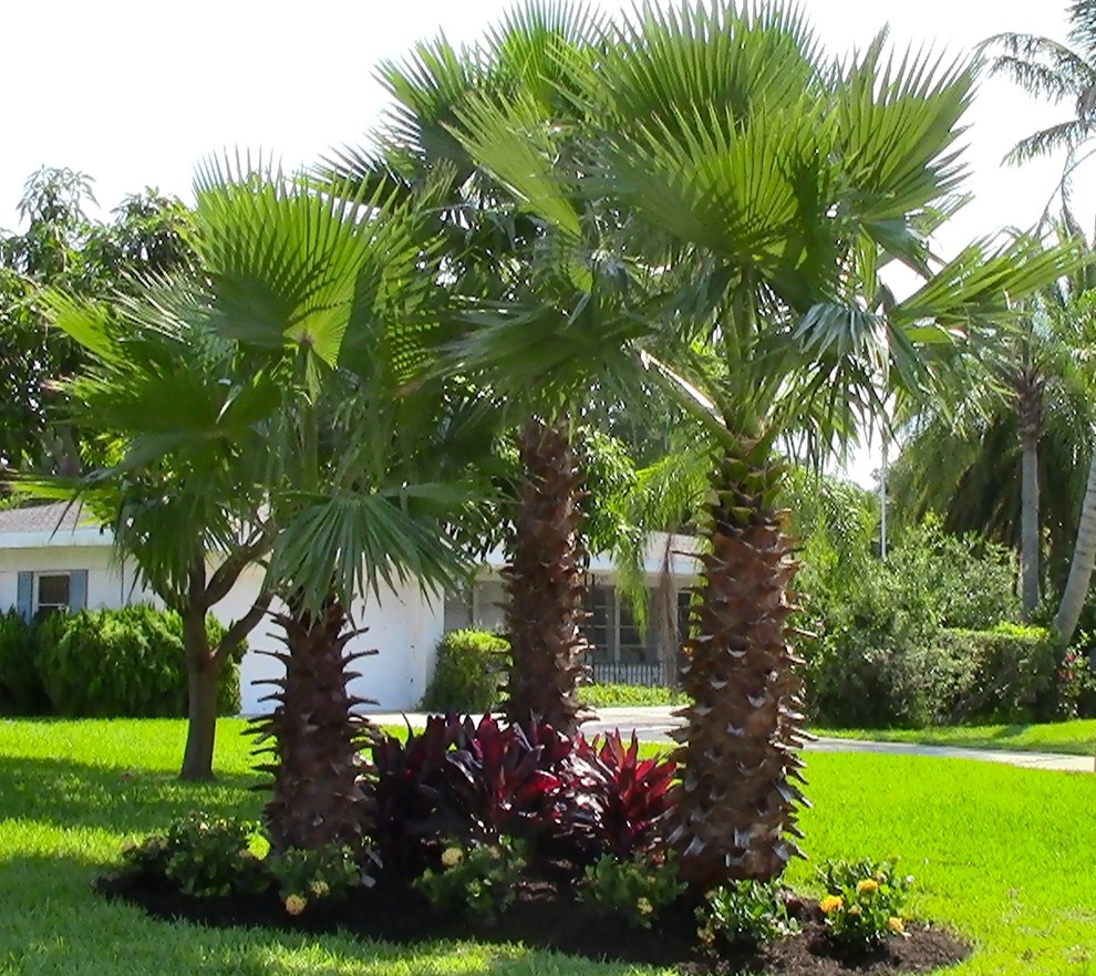 Mid-sized traditional partial sun garden in Orlando.