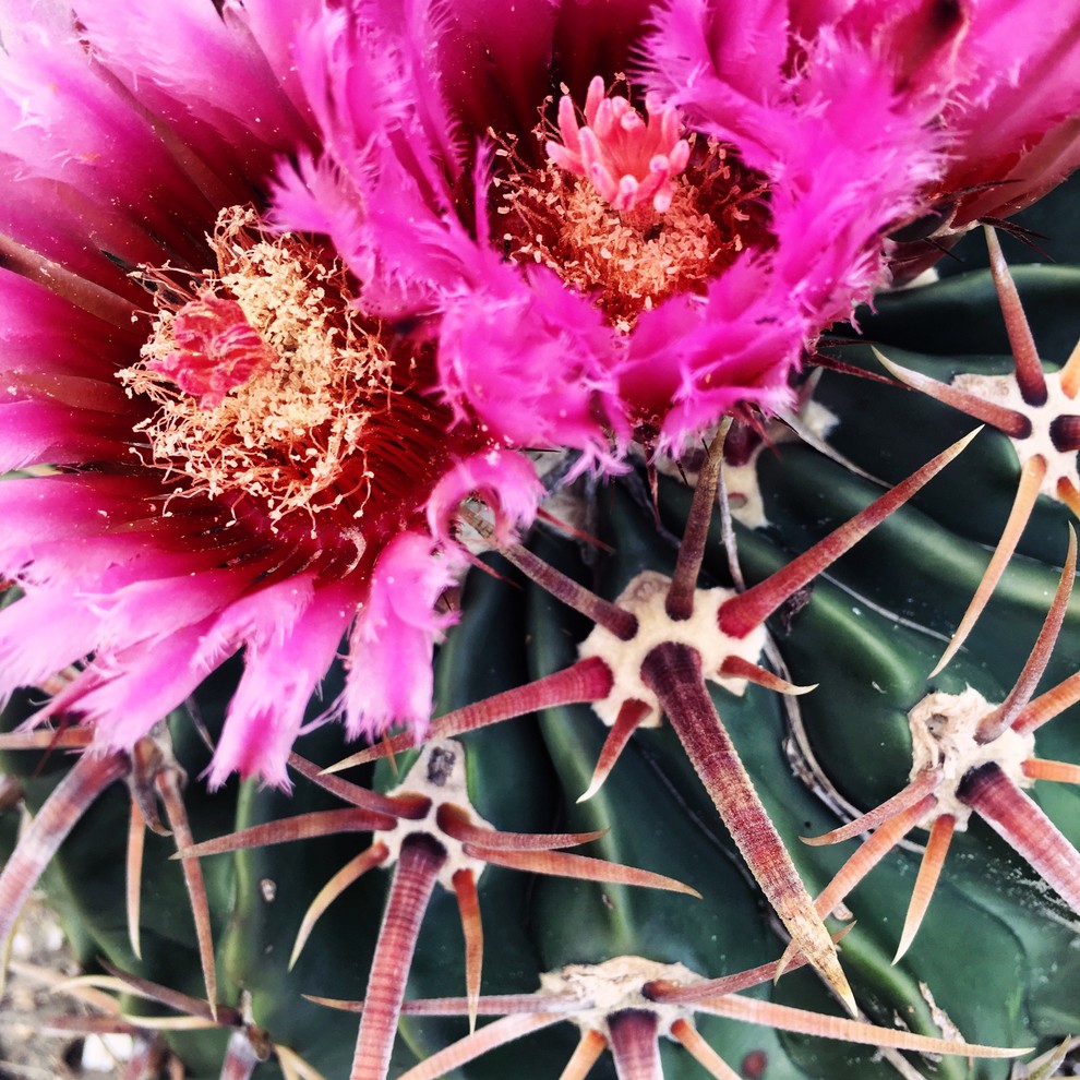 Horse crippler cactus, South Texas Flower and Fruit