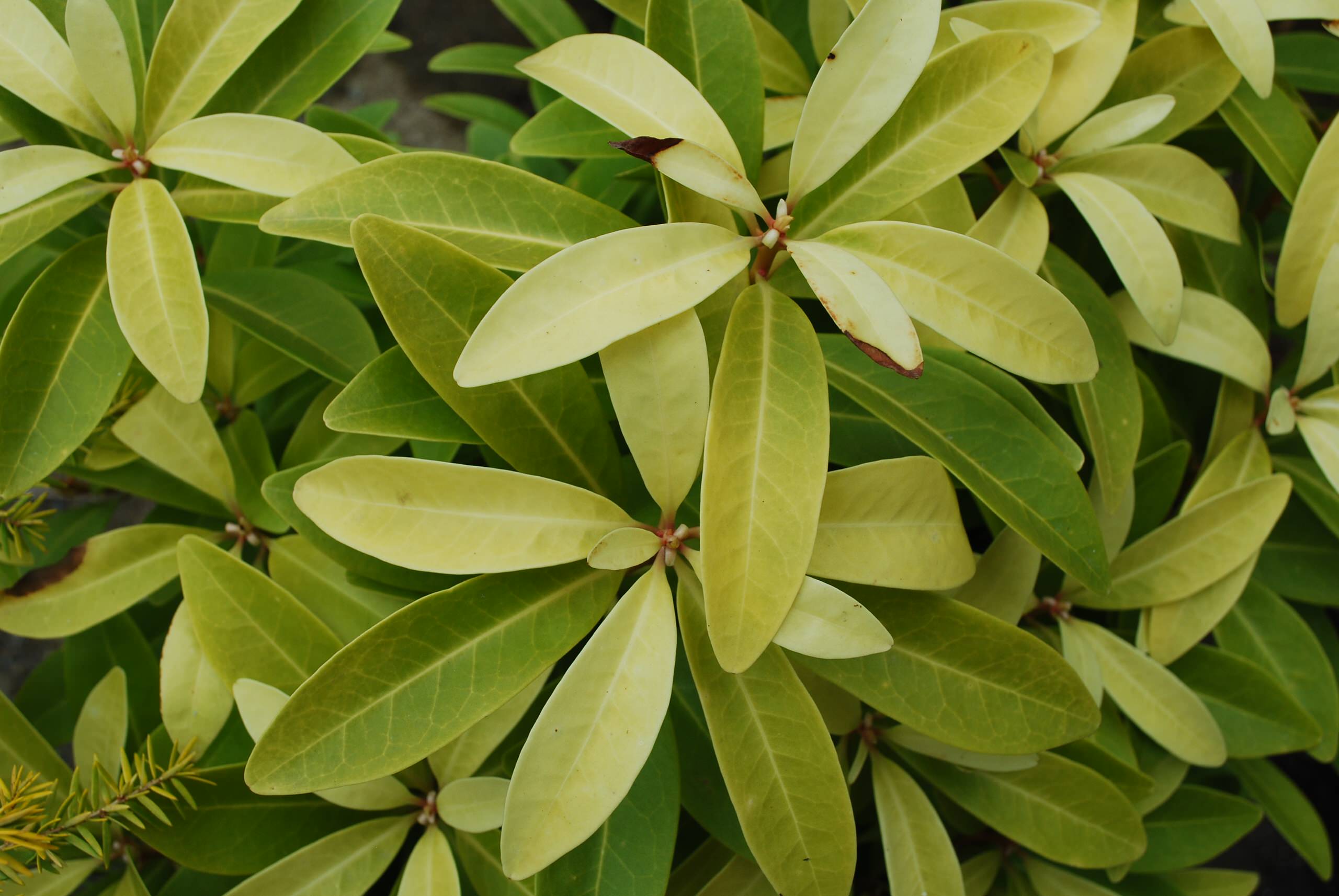 Great Design Plant: Illicium Parviflorum 'Florida Sunshine'