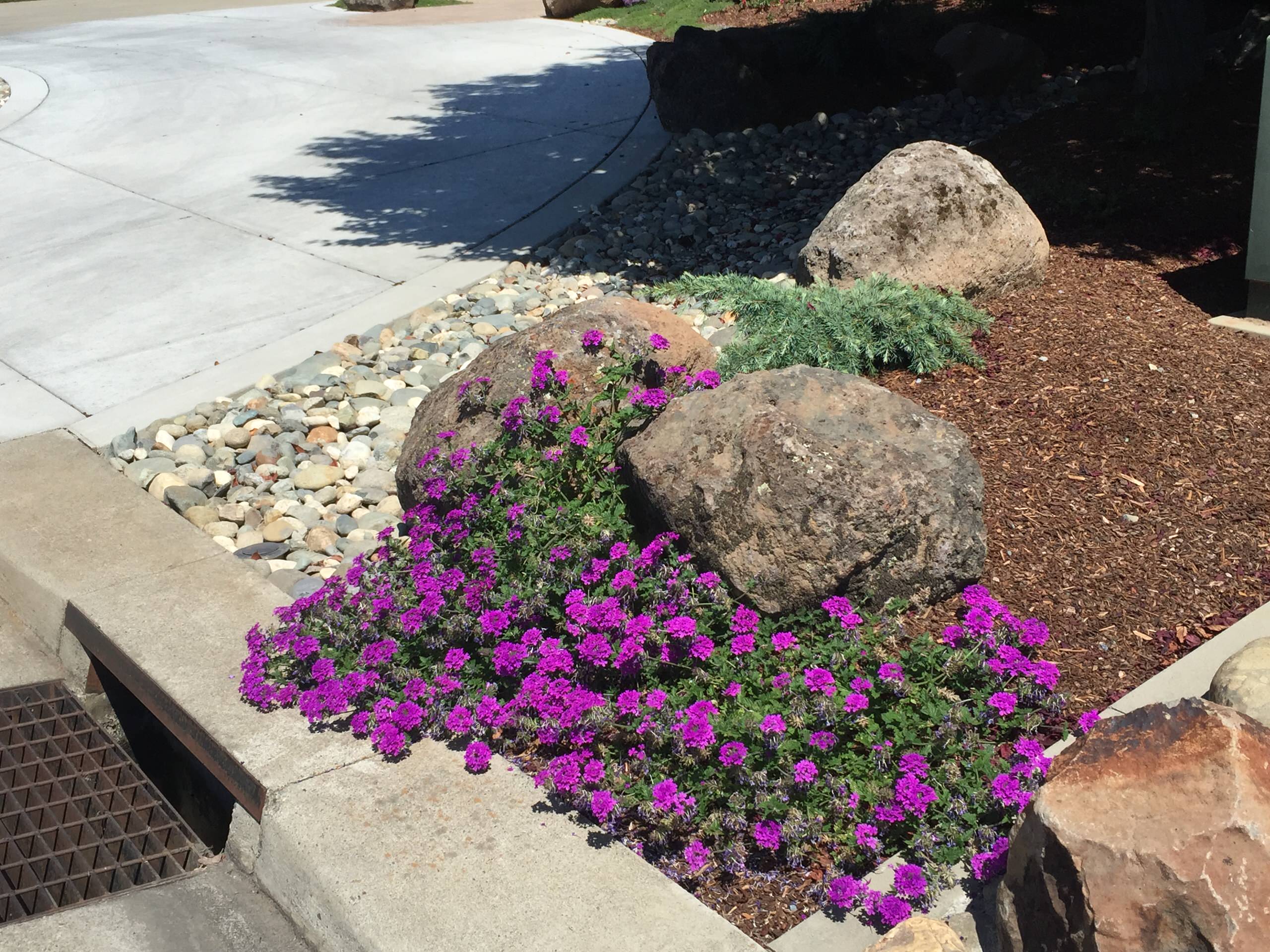 Roseville Circular Driveway & Landscape