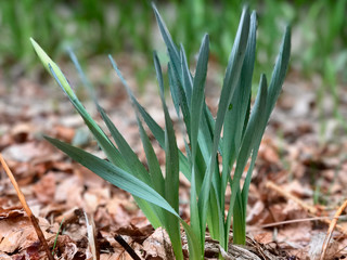 10 Steps to Making a Garden Your Own (10 photos)