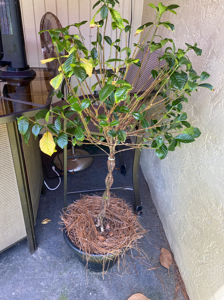 Gardenia bush is dying.