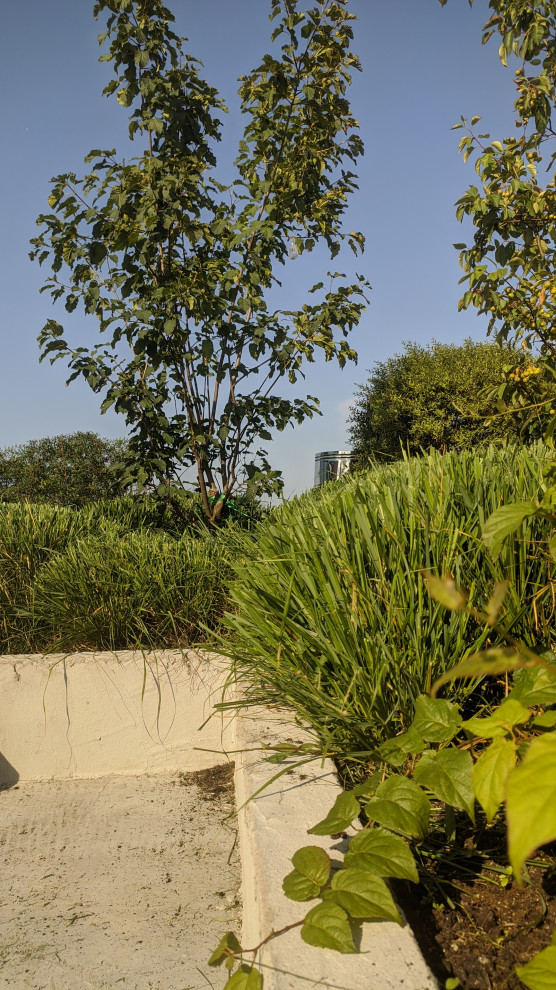 Сад на крыше