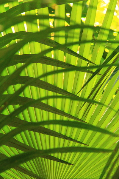 Palm Fronds Abstract Art Print Modern Prints And Posters By