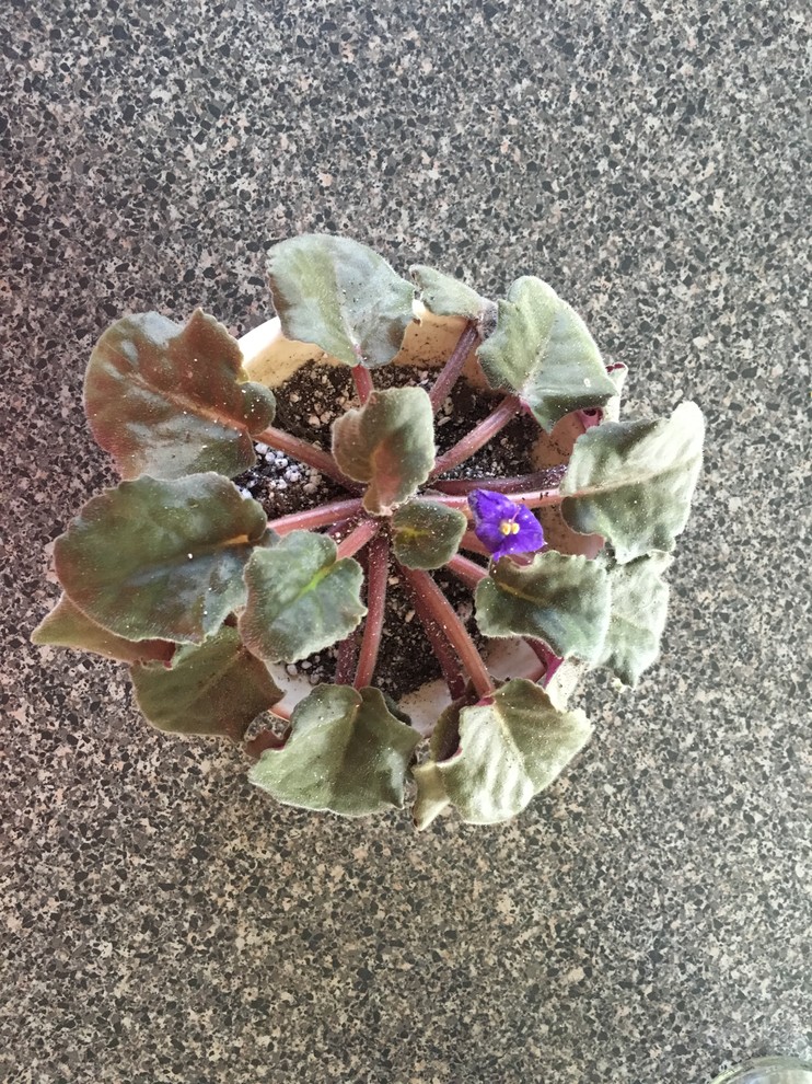 Overwatered African Violet How to reroot?