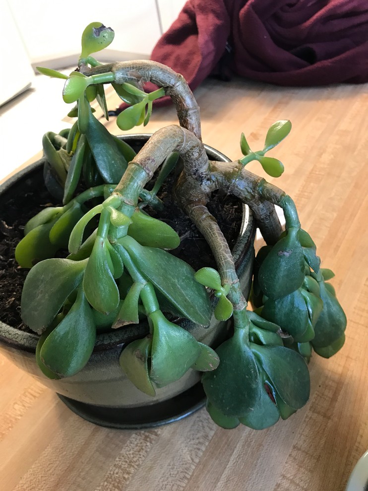 Frozen Jade Plant.
