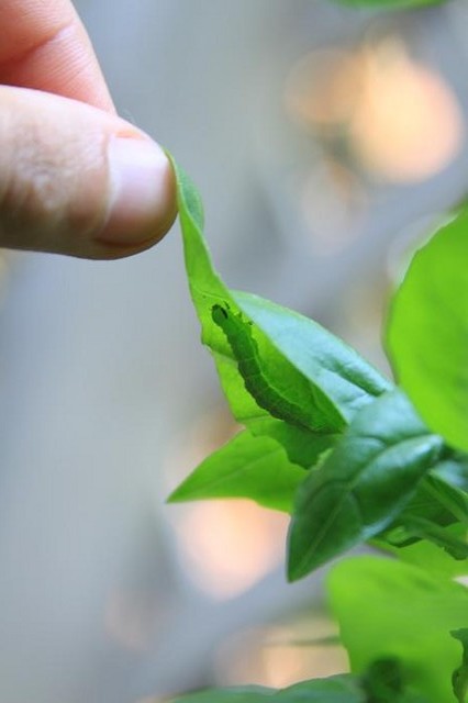 who is living in my basil and what are the droppings