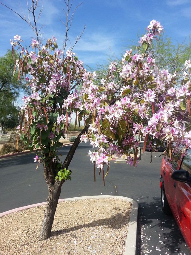 Hong Kong Orchid Tree