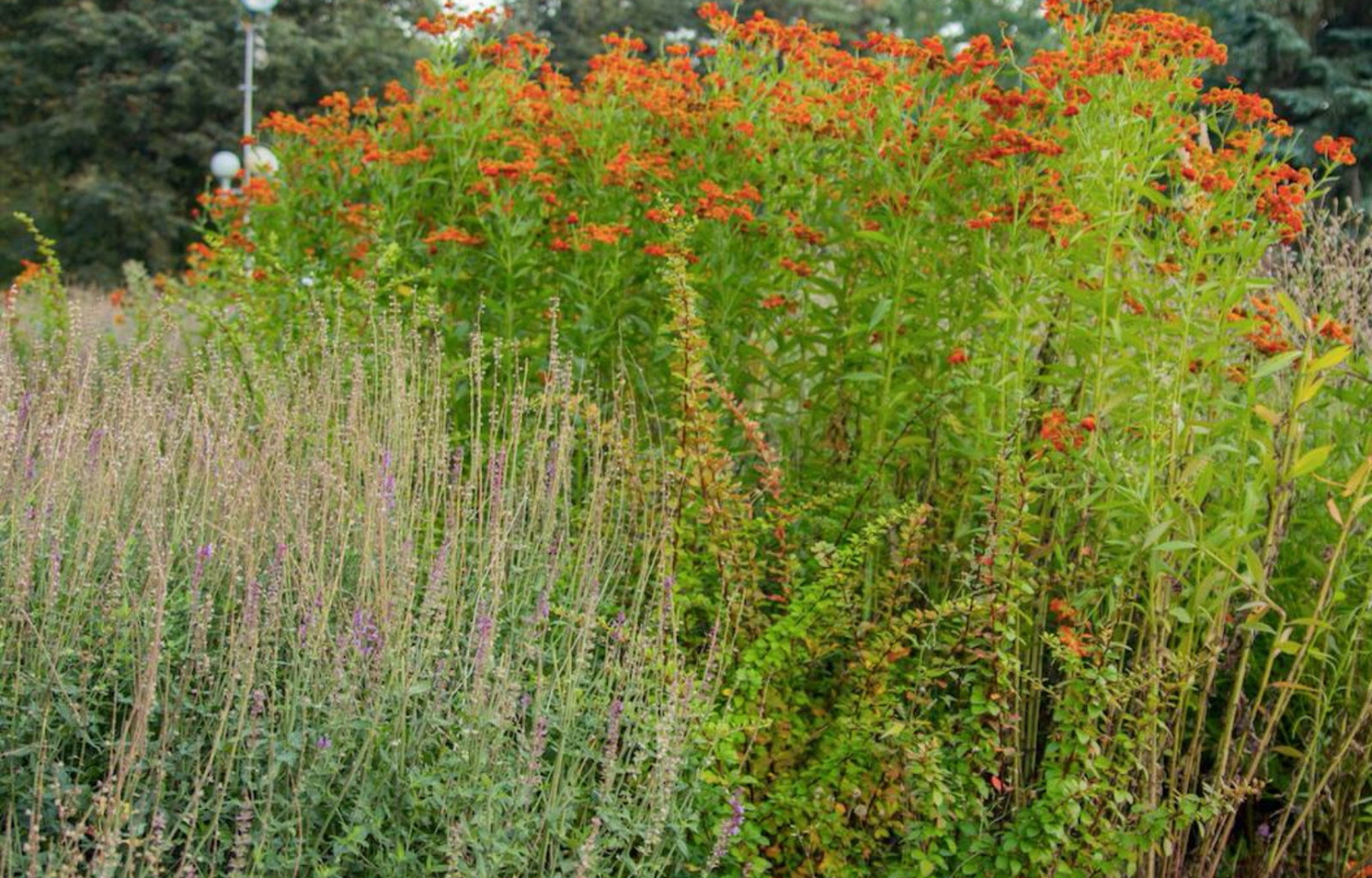 Сквер им. Чапаева в Чебоксарах