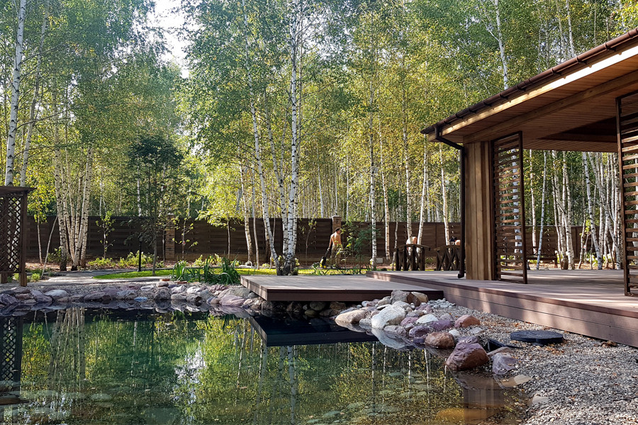 Пруд и берёзы