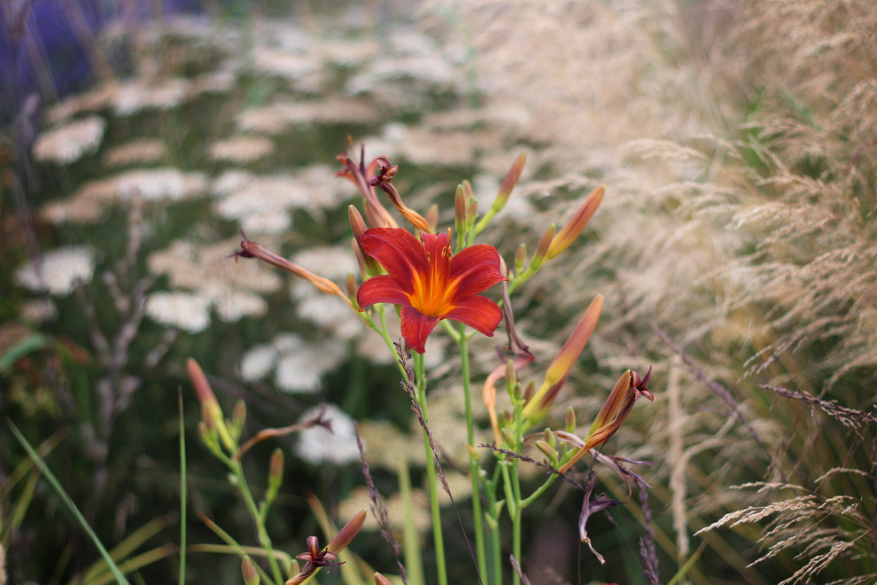 Цветники Советской площади