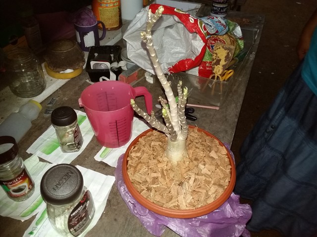 Dinoadenium 