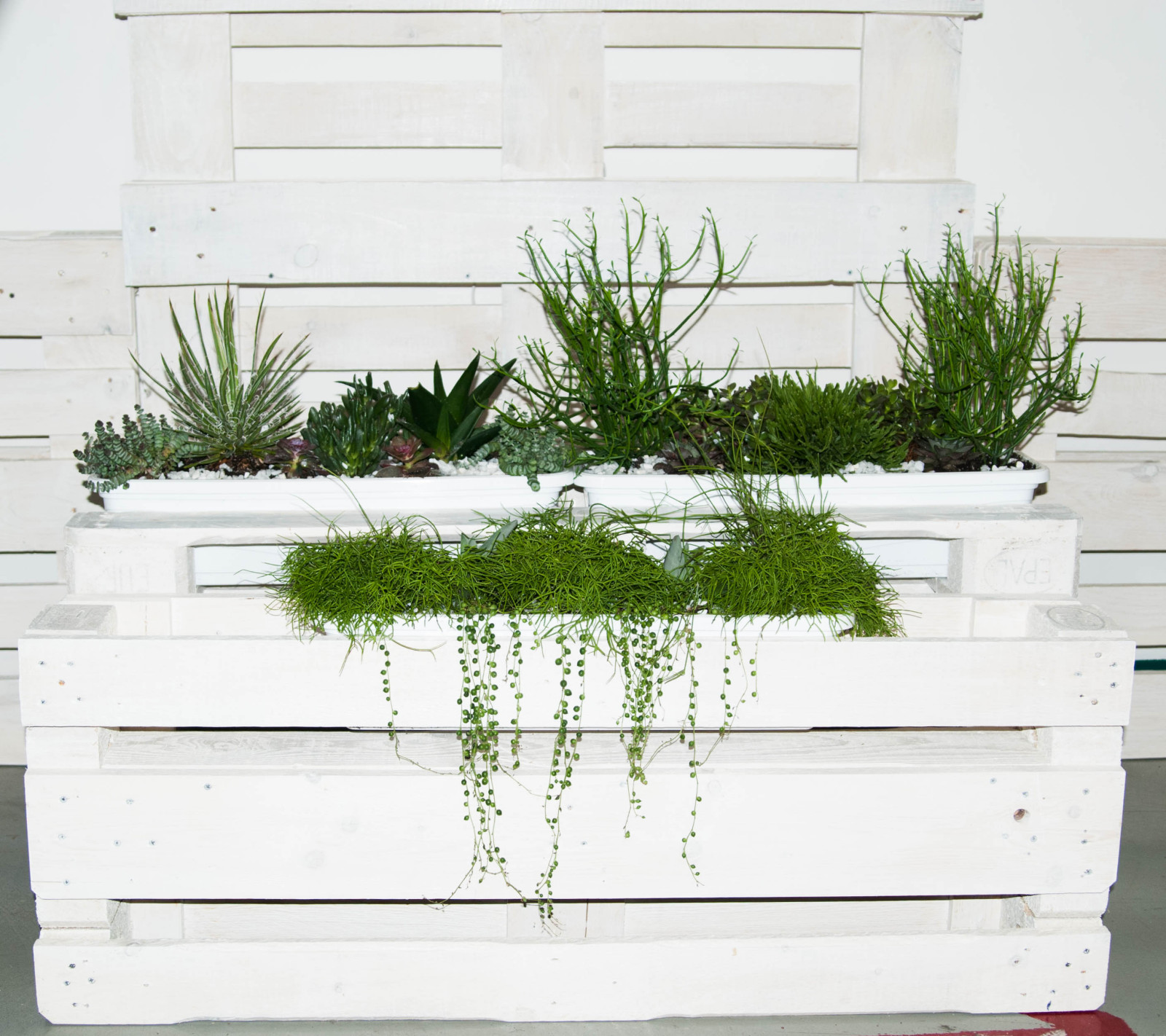 Суккуленты в декоре