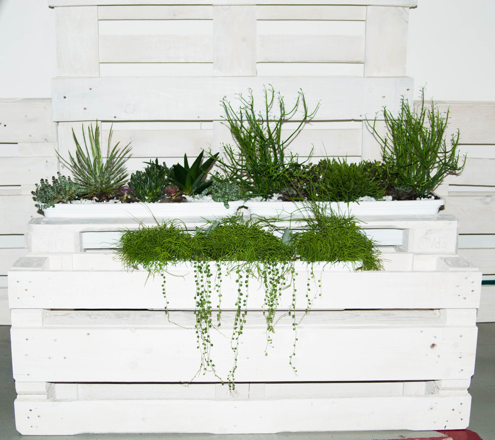 Суккуленты в декоре