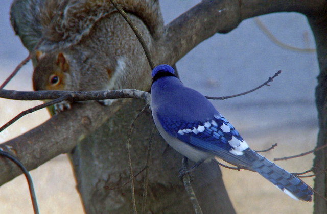 Backyard Birds: Meet Some Clever and Curious Jays