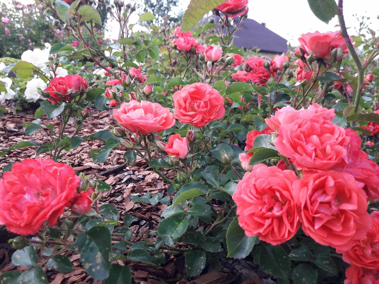 Сад  на холмах