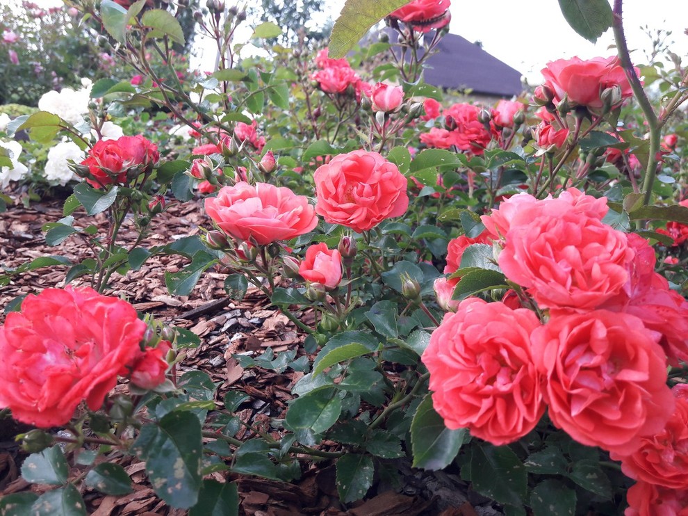 Сад  на холмах