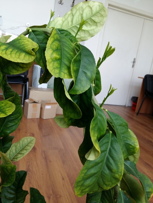 Why is my lemon tree not growing any branches?