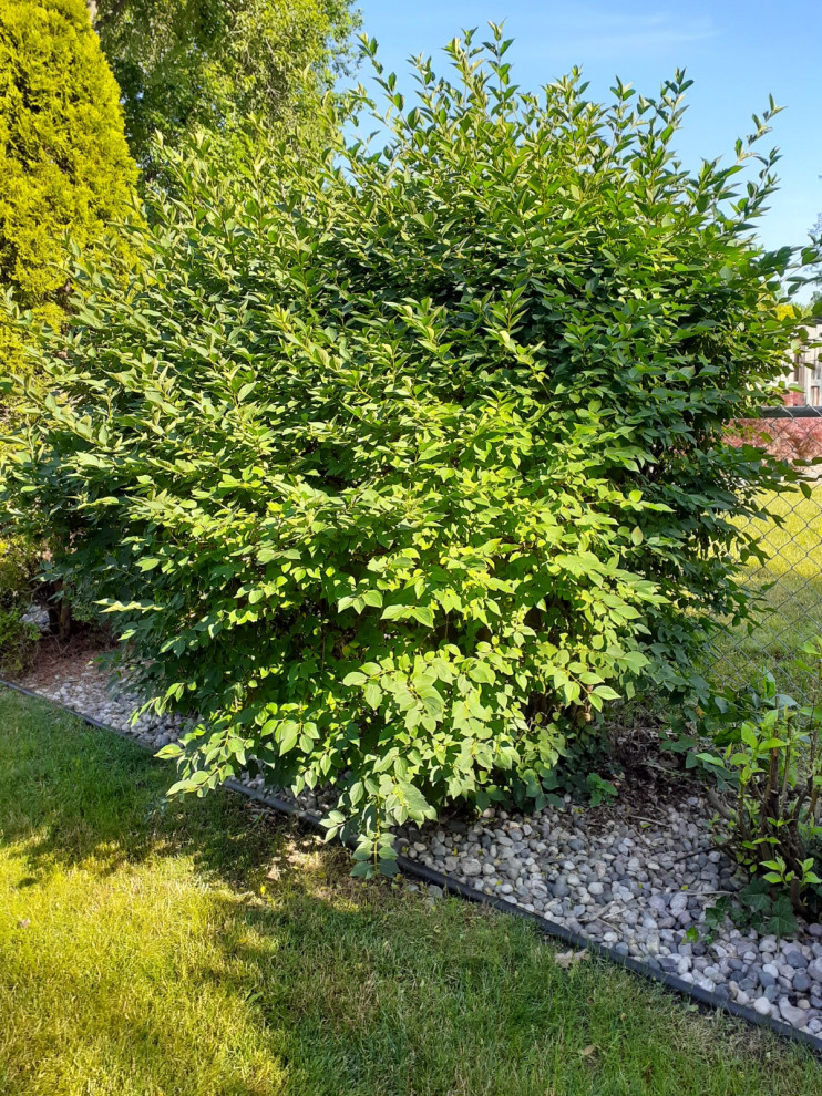 Lilac Bush Not Flowering