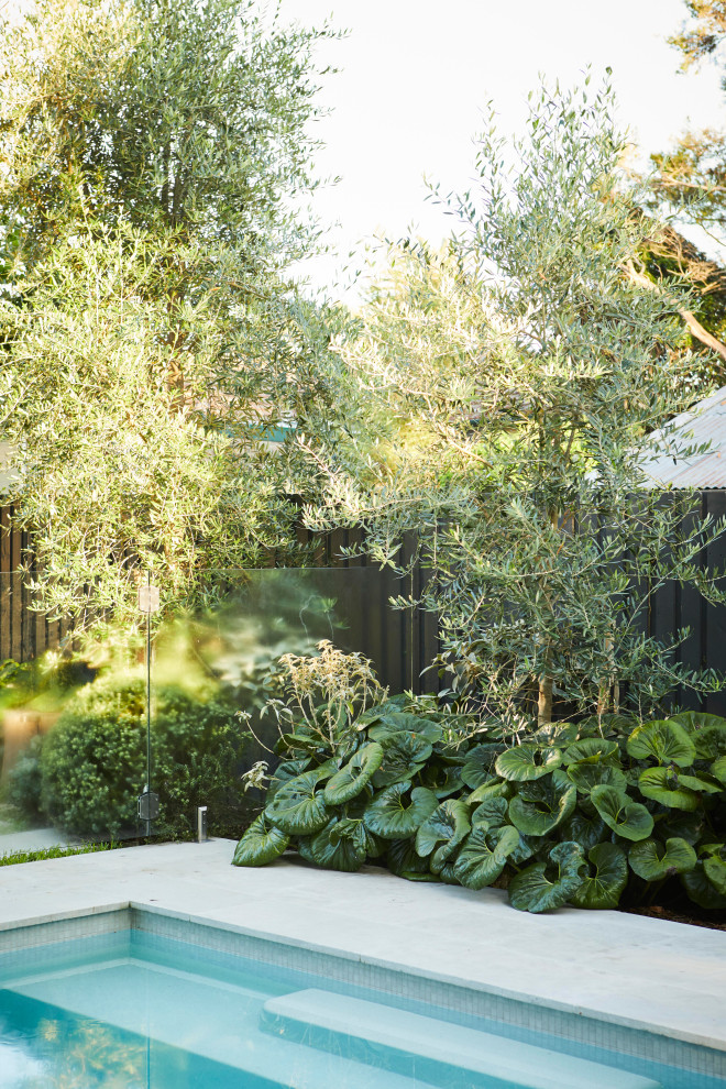 This is an example of a contemporary pool in Sydney.