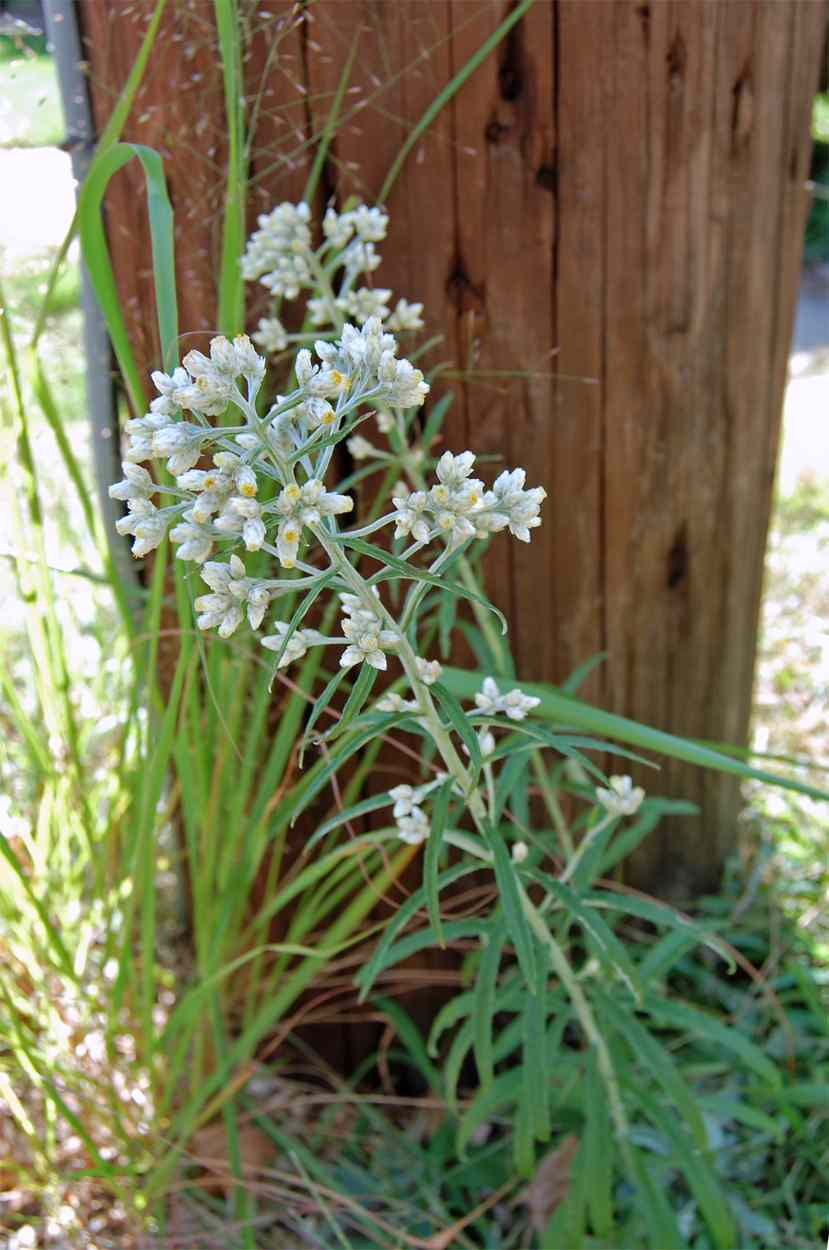 how to use rabbit tobacco Great Design Plant: Pseudognaphalium Obtusifolium, or Rabbit Tobacco