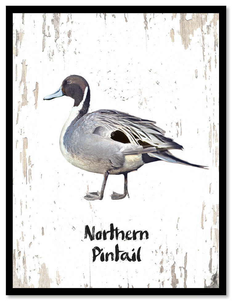 Northern Pintail Bird Canvas Print, 7"x9"