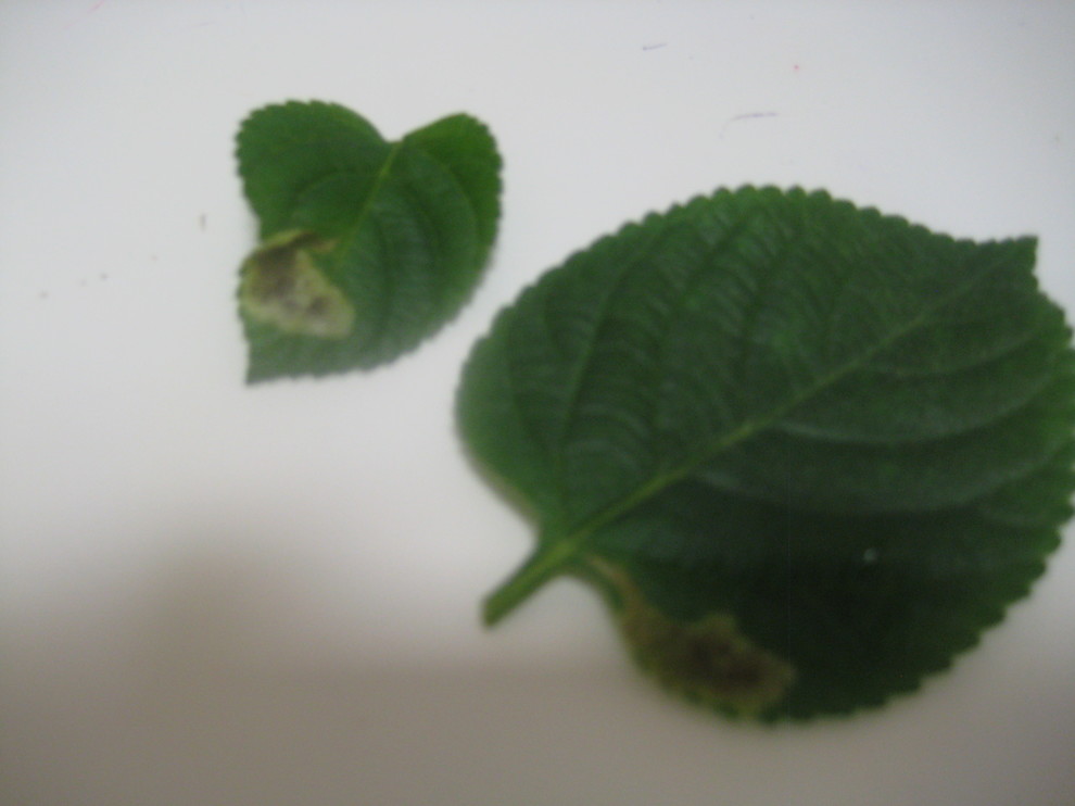 Why Are My Lantana Leaves Turning Black at Joseph Bash blog