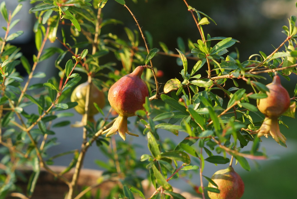 Дом в восточно-европейском стиле