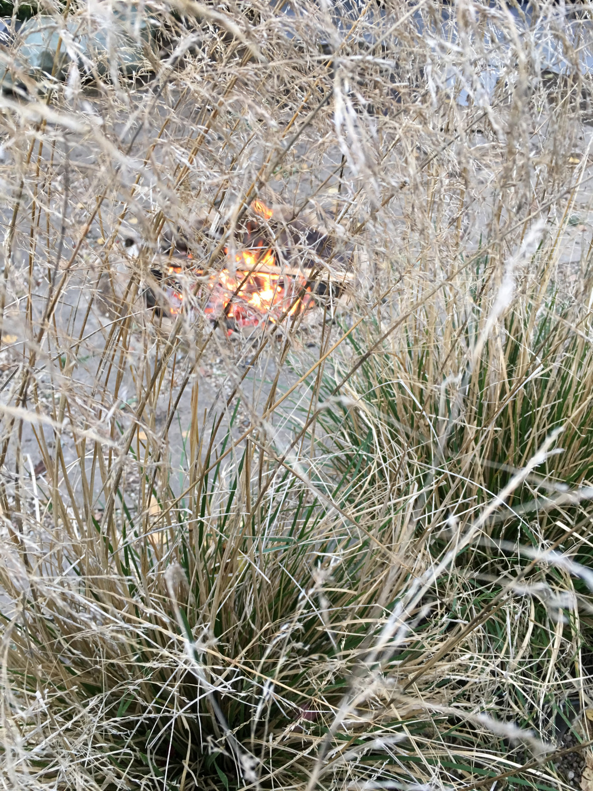 Сад на Новой Риге