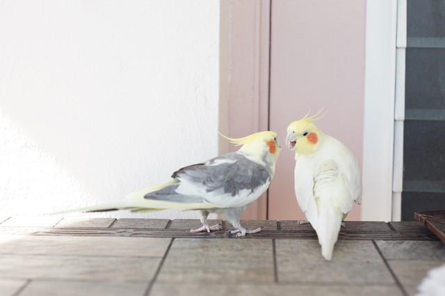 Pet S Place Outdoor Living Suits These Cockatiels
