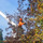 Crestwood Tree Services