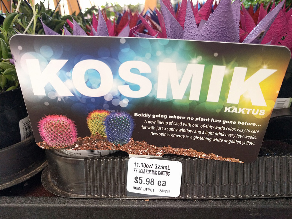 Red Alert! Cacti & Succulent Welfare Society?! Home Depot Finds... | Houzz  Forum