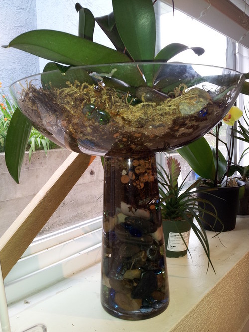 Orchids in large glass vases?