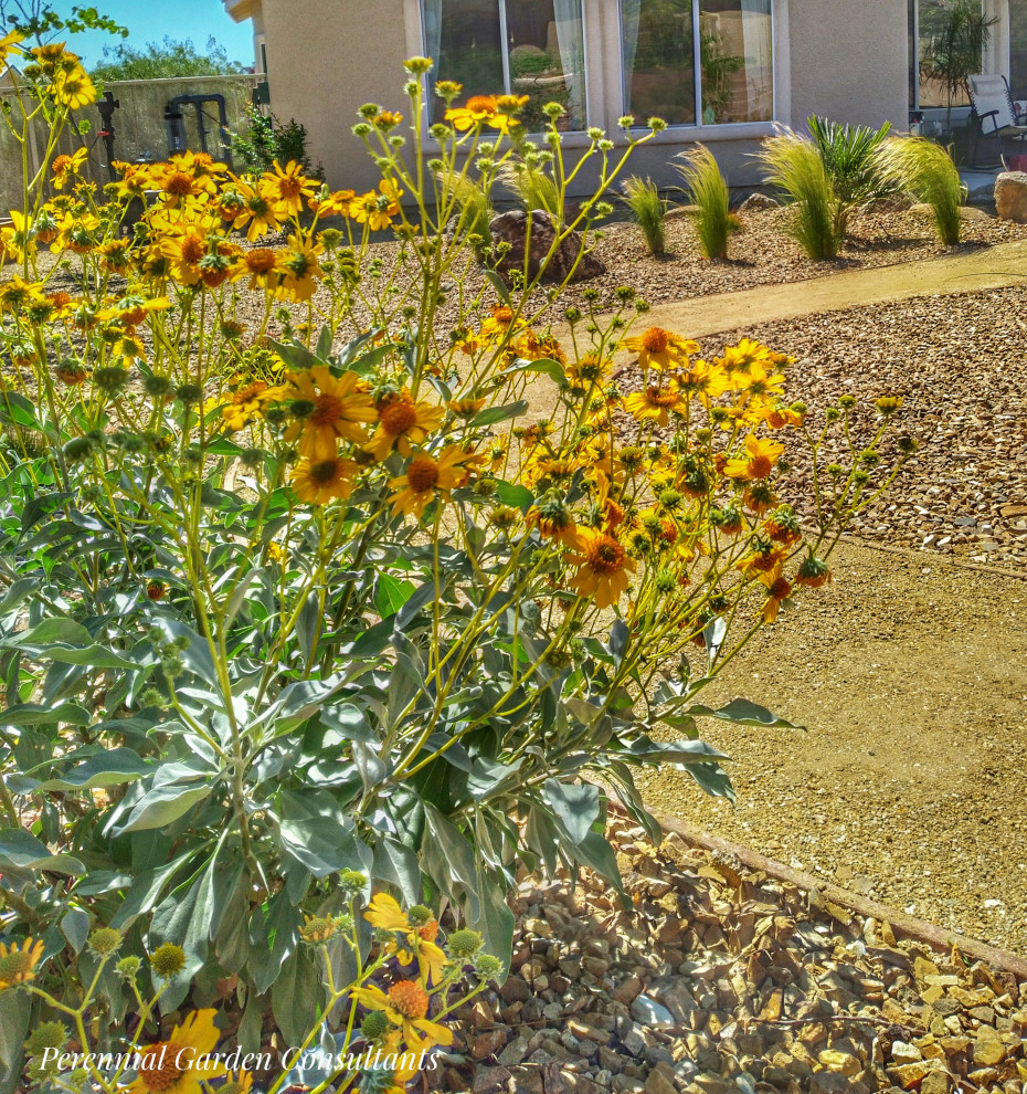 Modelo de jardín de secano ecléctico grande en patio trasero con estanque y exposición total al sol