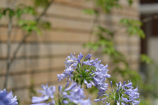 野点のできる庭 おしゃれサイクルポート Japanese House Exterior Other By T S Garden Square Co Ltd Houzz Uk