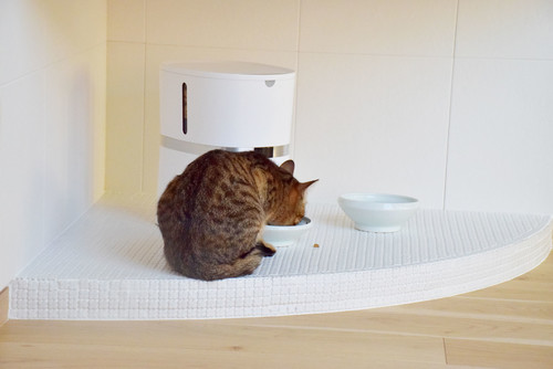 猫と暮らす住まいづくりで 押さえておきたい基本のポイント Houzz ハウズ