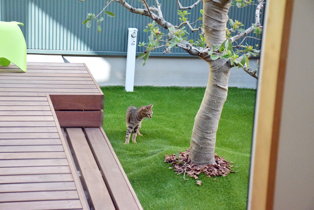 猫と暮らす中庭のある家 北欧 テラス 中庭 他の地域 猫と建築社 Houzz ハウズ
