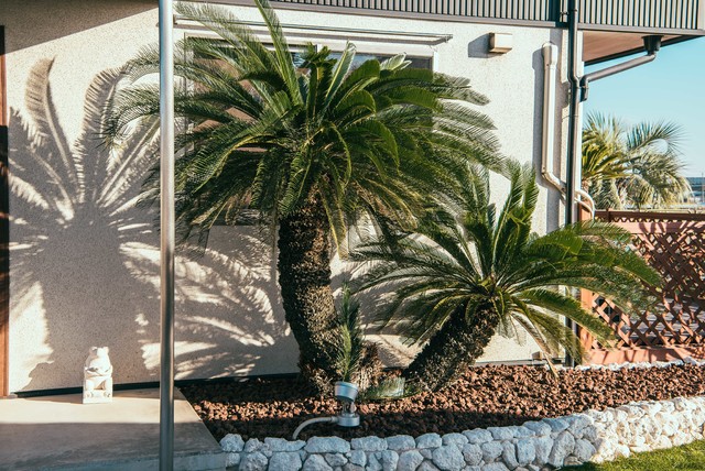 ソテツの木の特徴や育て方のポイントのご紹介 | 外構工事のガーデン  