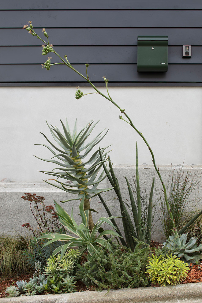 玄関前に多肉植物を植えて Industrial Exterior Tokyo By 株式会社 僕らの家 Houzz