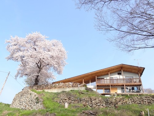 桜を愛でる、美しい日本の家 | Houzz (ハウズ)