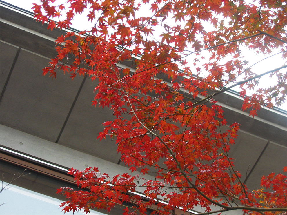 もみじの家 紅葉 Japanese Landscape Tokyo Suburbs By 村上建築設計室 Houzz