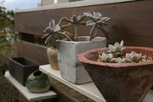 今からはじめたい多肉植物いっぱいの部屋づくり Houzz ハウズ