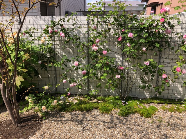 バラの壁 Scandinavian Garden Nagoya By Atelier Coconiwa アトリエ心庭 Houzz