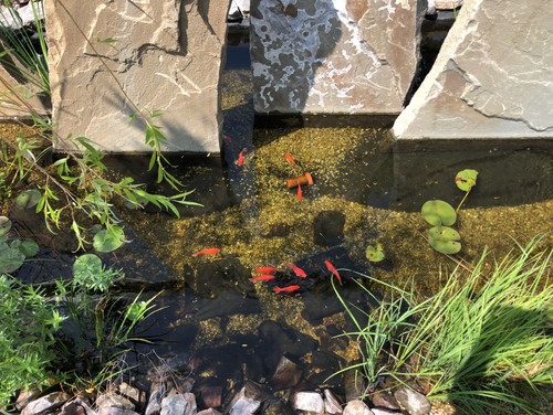 専門家が教える ビオトープのある庭のつくり方 Houzz ハウズ