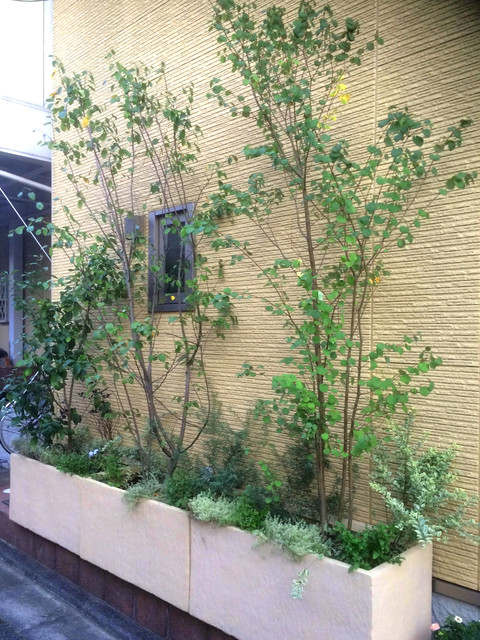 プランター植栽 Moderno Jardin Tokio De 庭楽 Teiraku Houzz