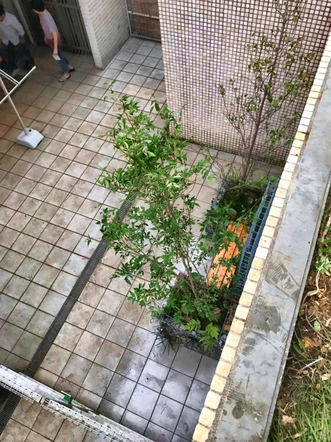 ベンチ つるバラフェンス付きガビオンのプランター Japones Moderno Jardin Tokio De 成城グリーン株式会社 Houzz