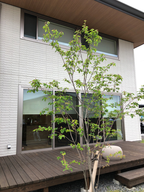 モダンかわいい庭 Modern Garden Nagoya By Atelier Coconiwa アトリエ心庭 Houzz